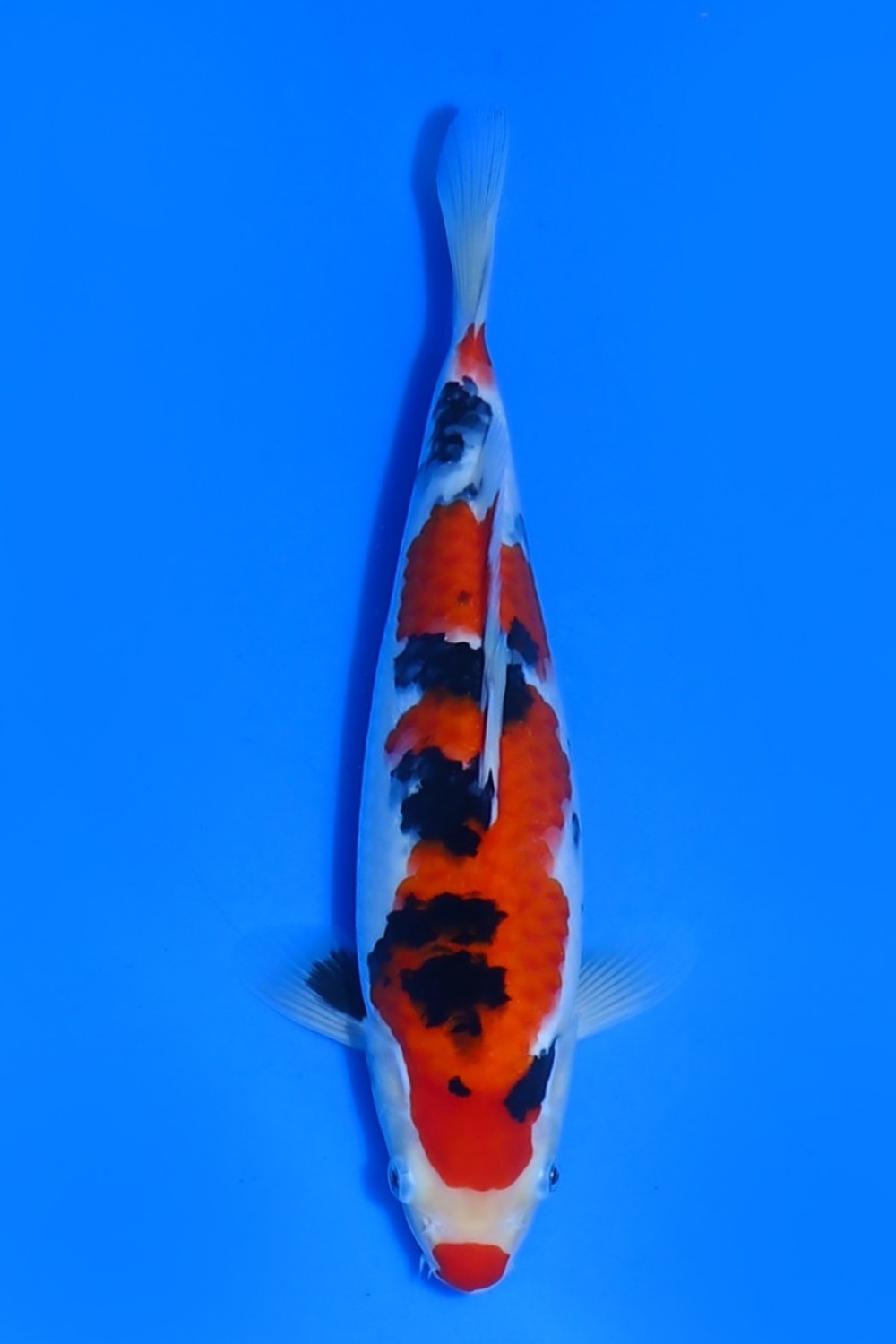 Juara 4