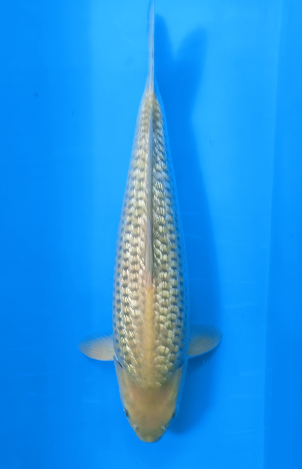 Juara 5