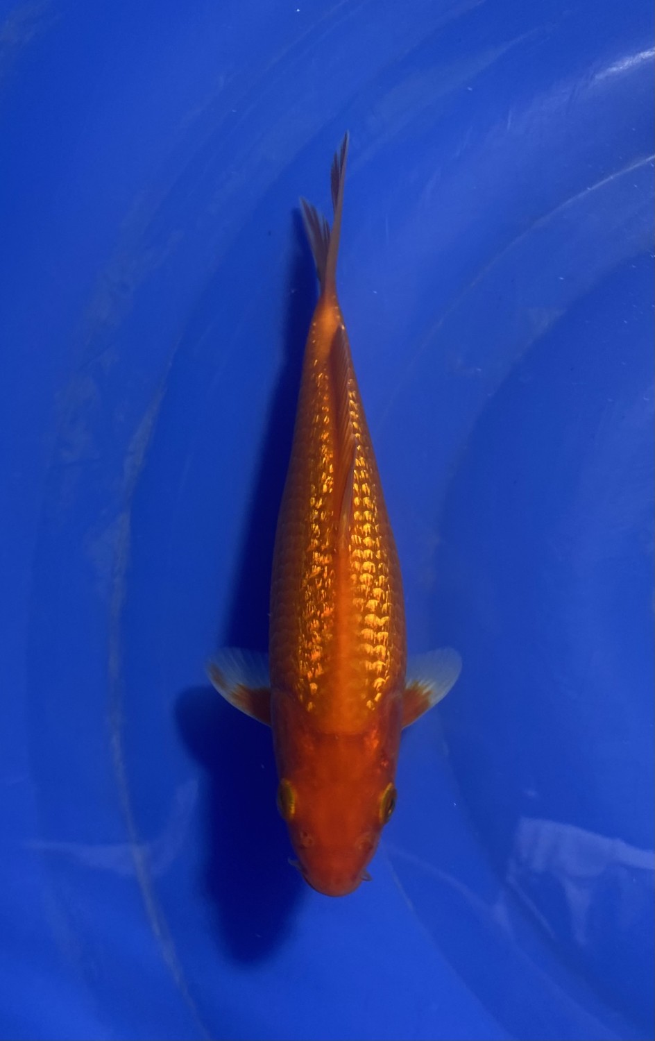 Best In Size E 16-20 Cm