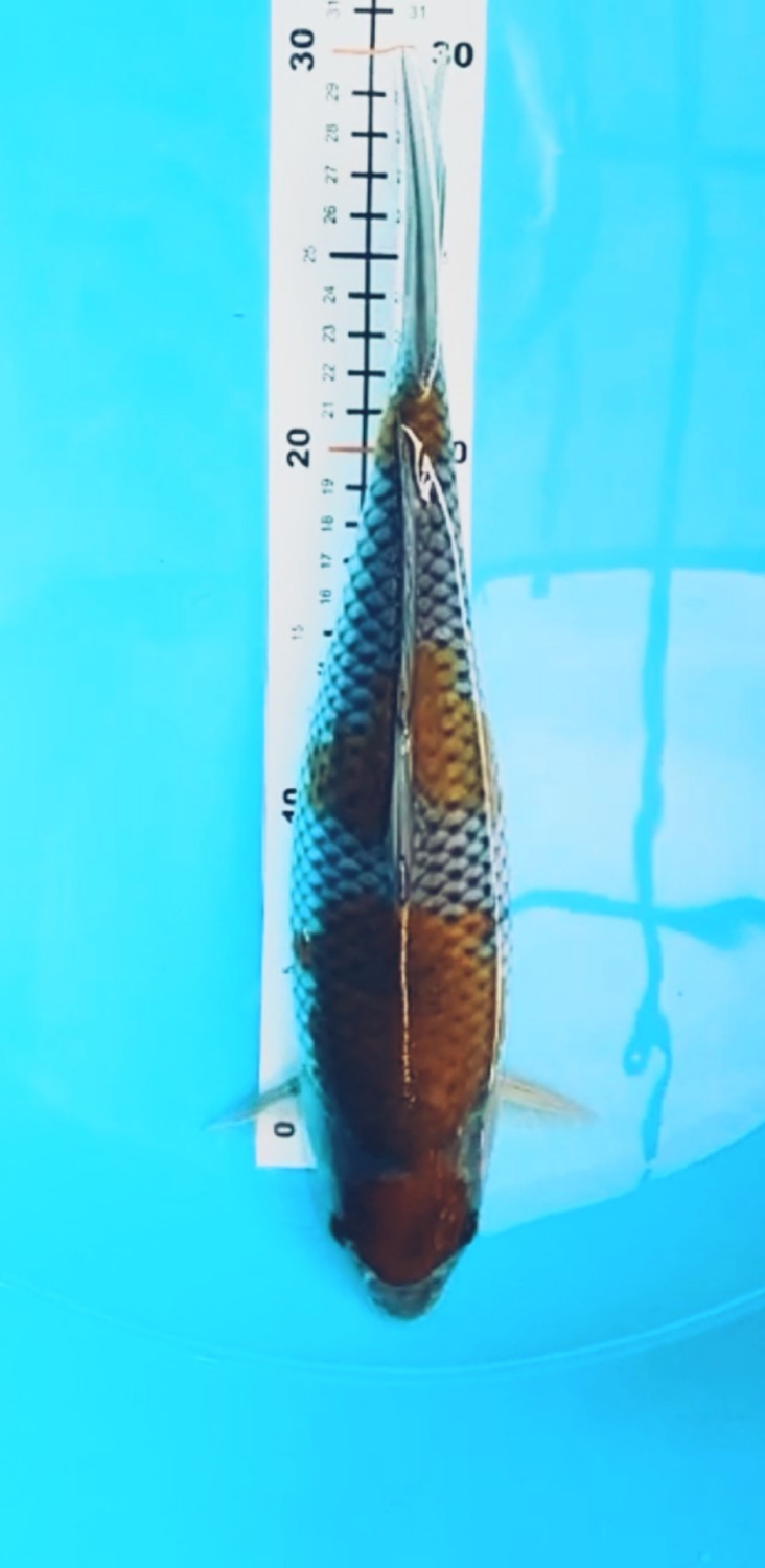 Juara 4