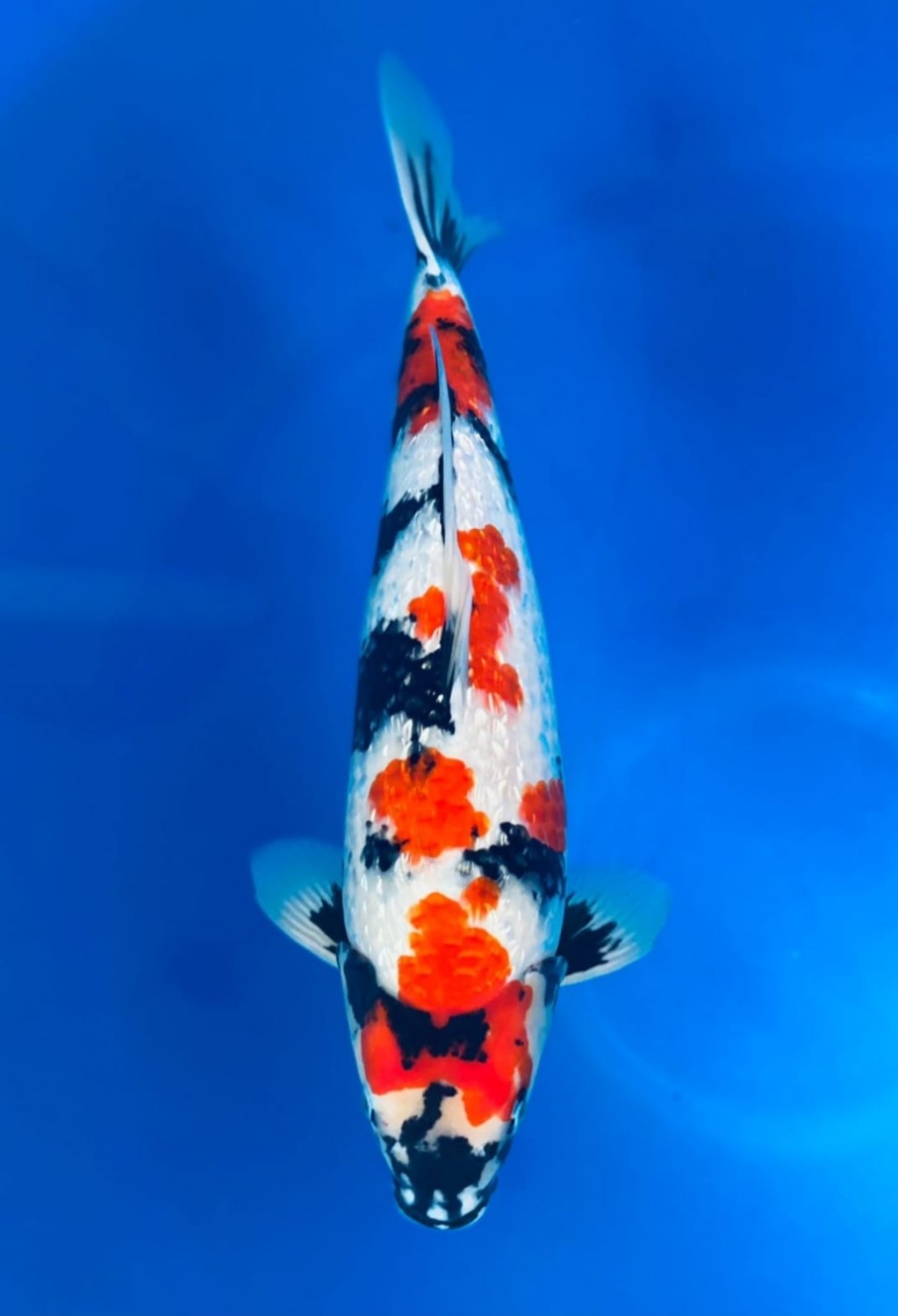 Juara 1