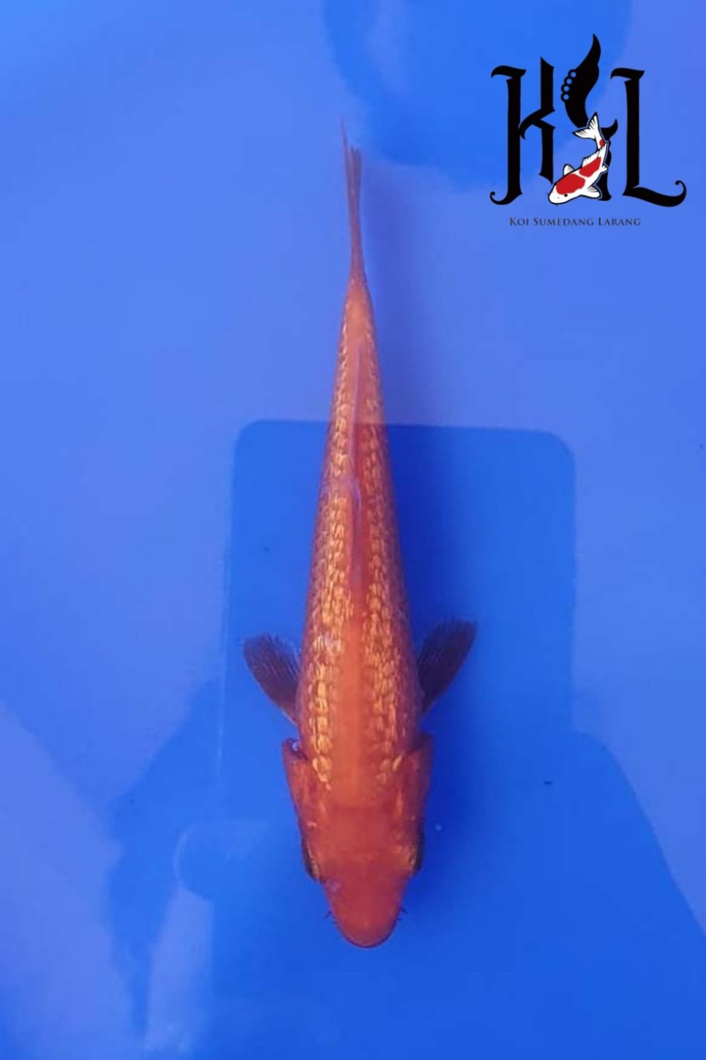 Juara 4