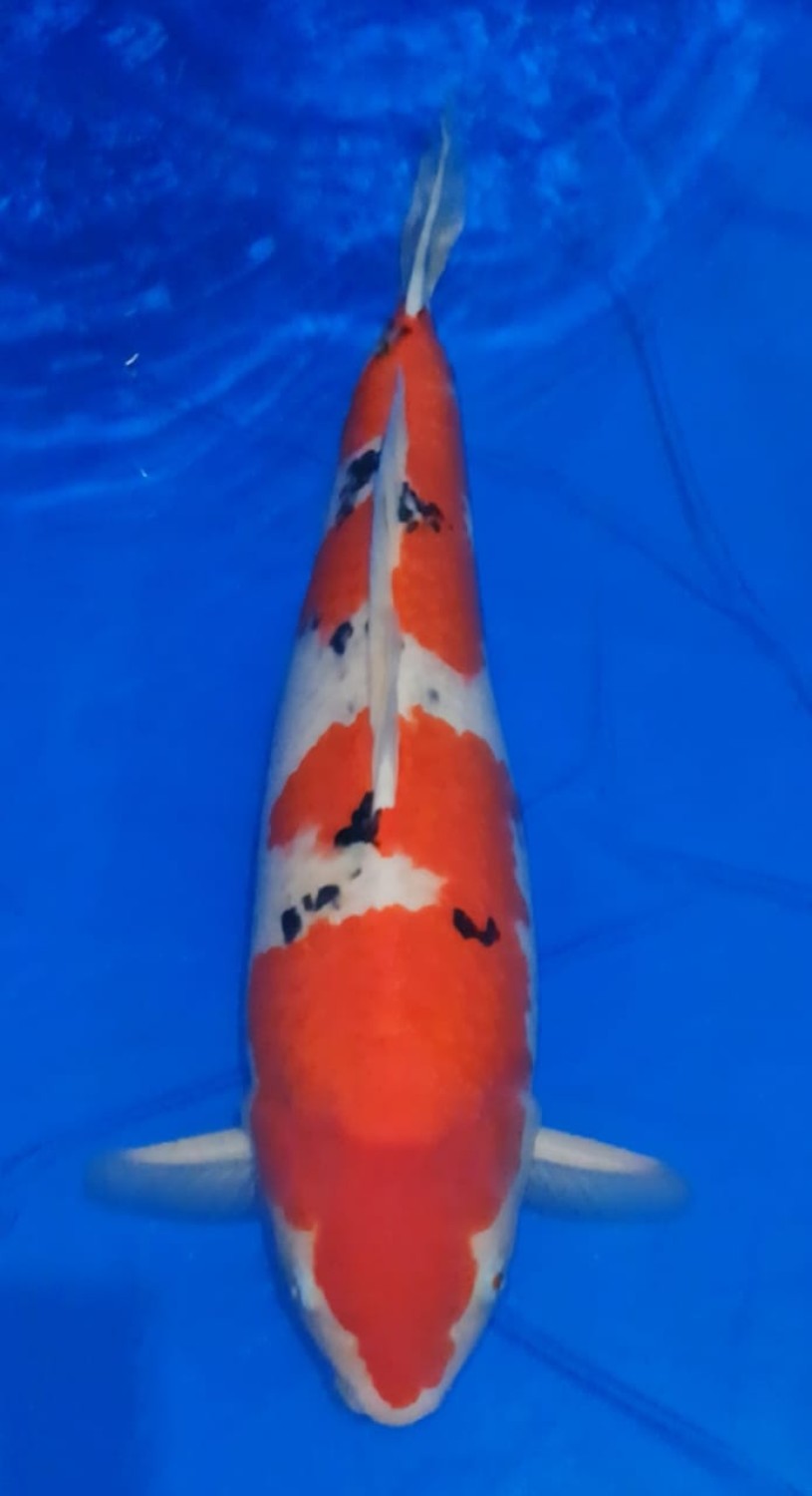 Juara 2