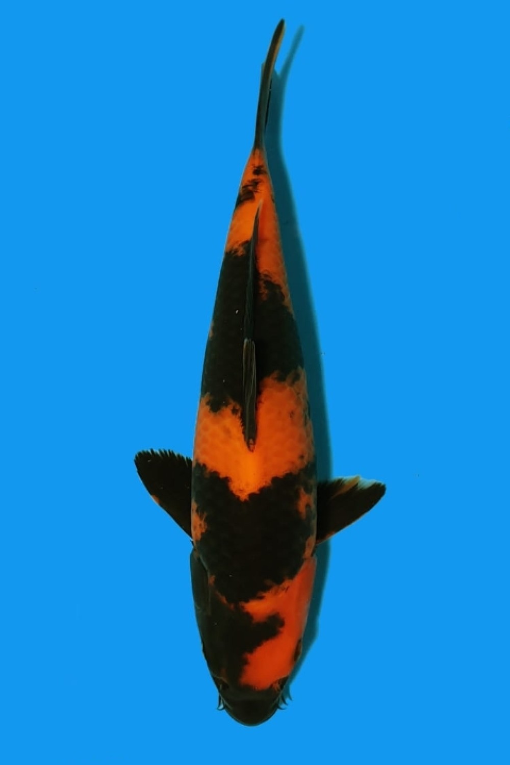 Juara 5