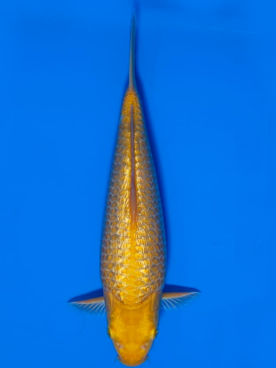 Juara 3