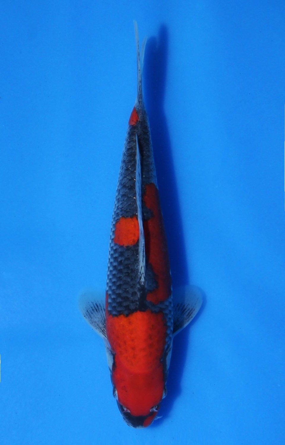 Juara 5