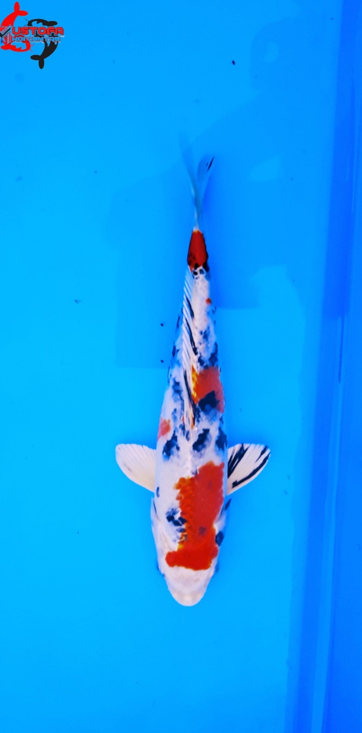 Juara 5