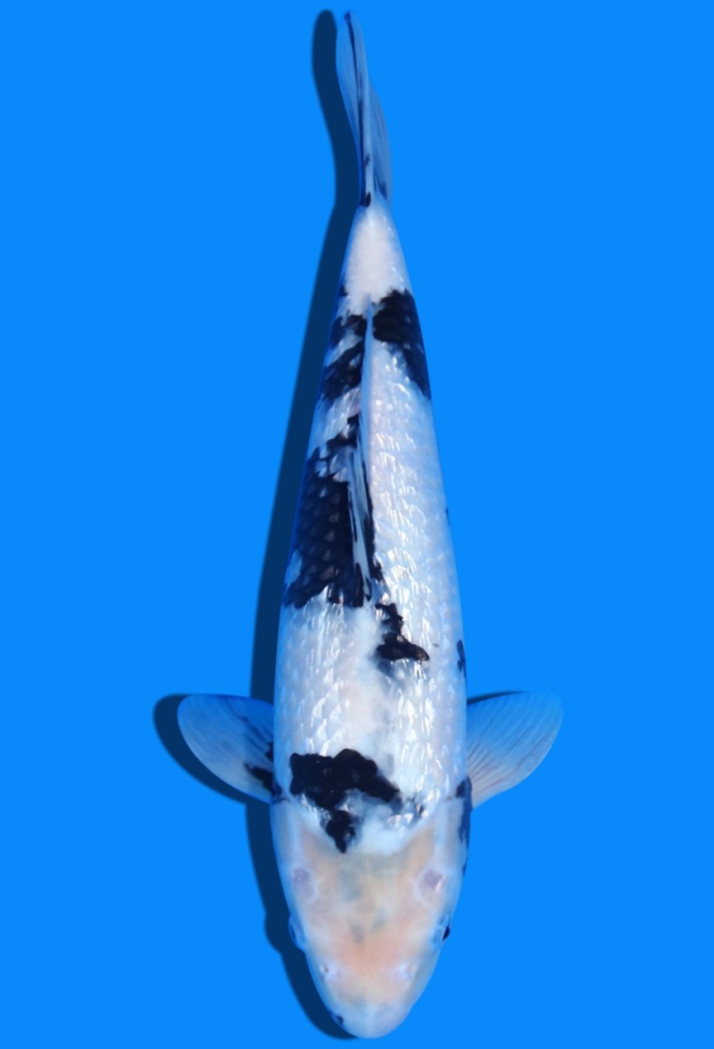 Juara 3