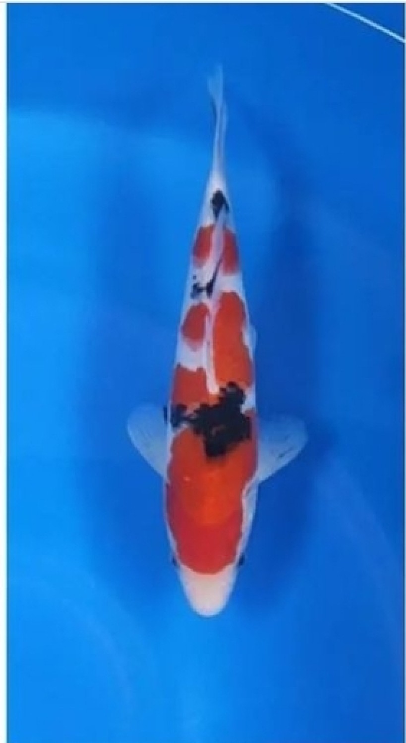 Juara 2