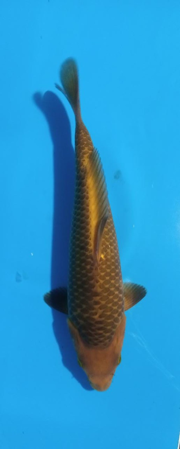 Best In Size E 21-25 Cm