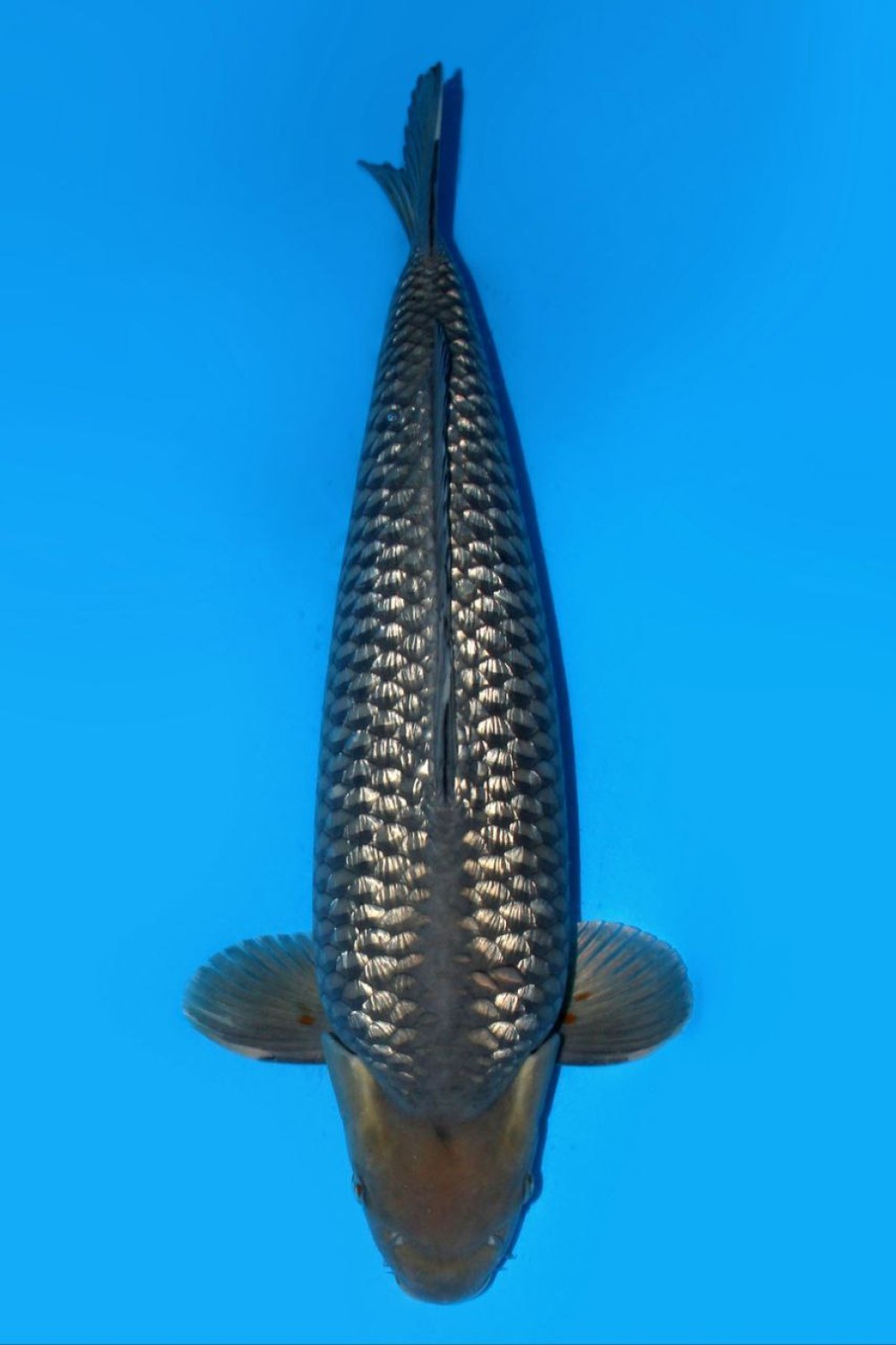 Juara 1