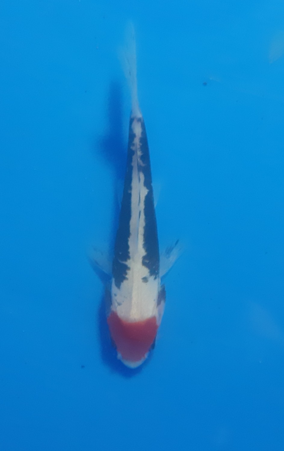 Juara 2