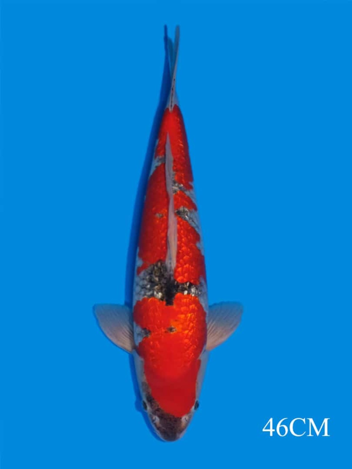 Juara 3