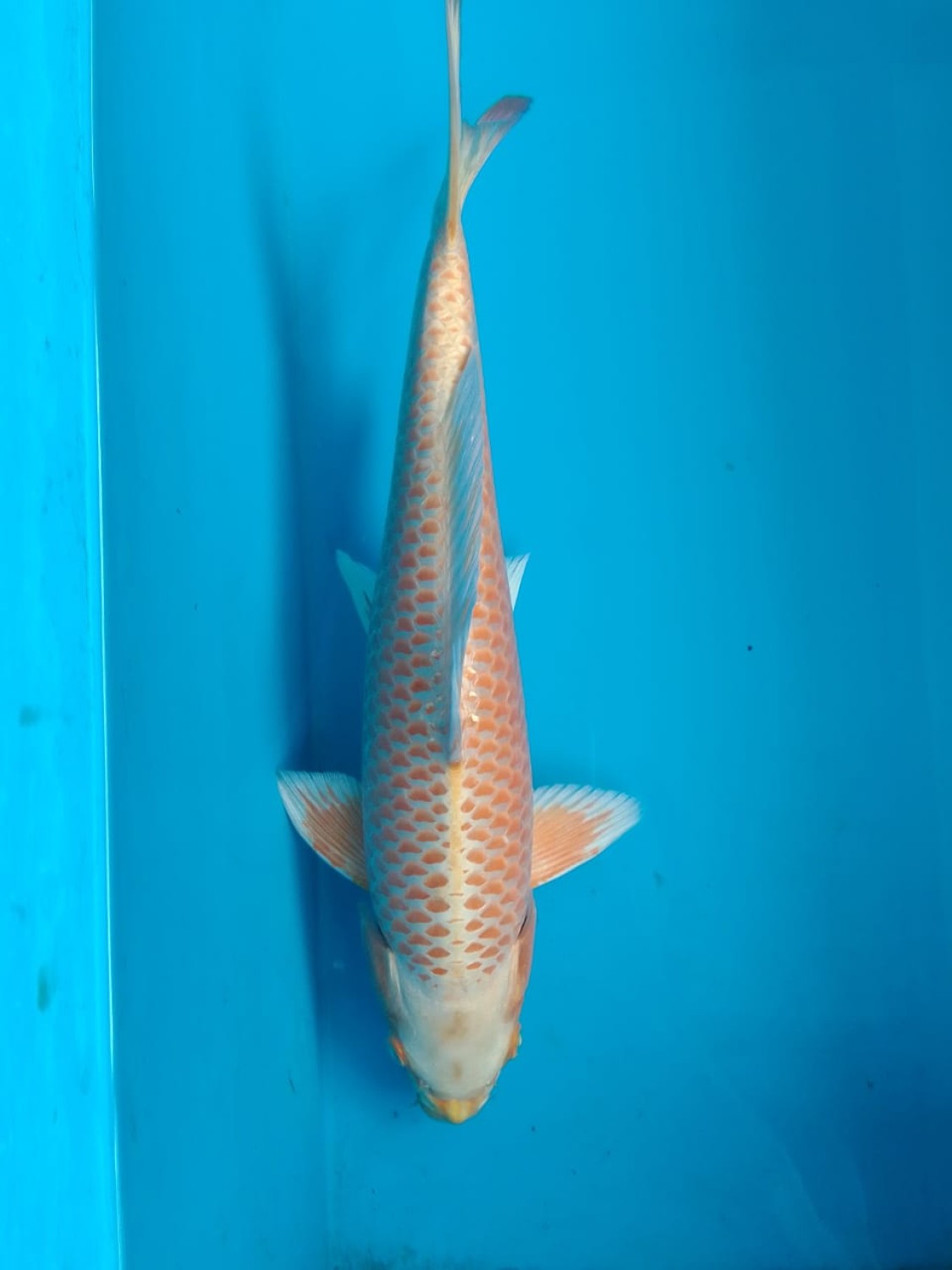 Juara 2