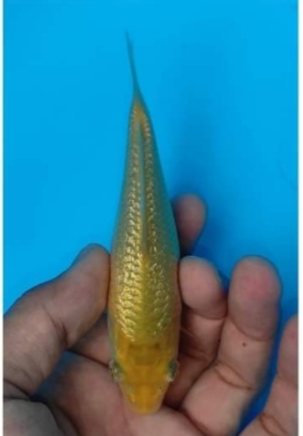 Juara 1