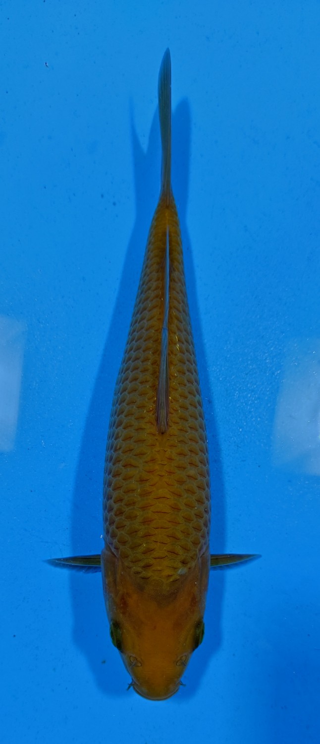 Juara 5