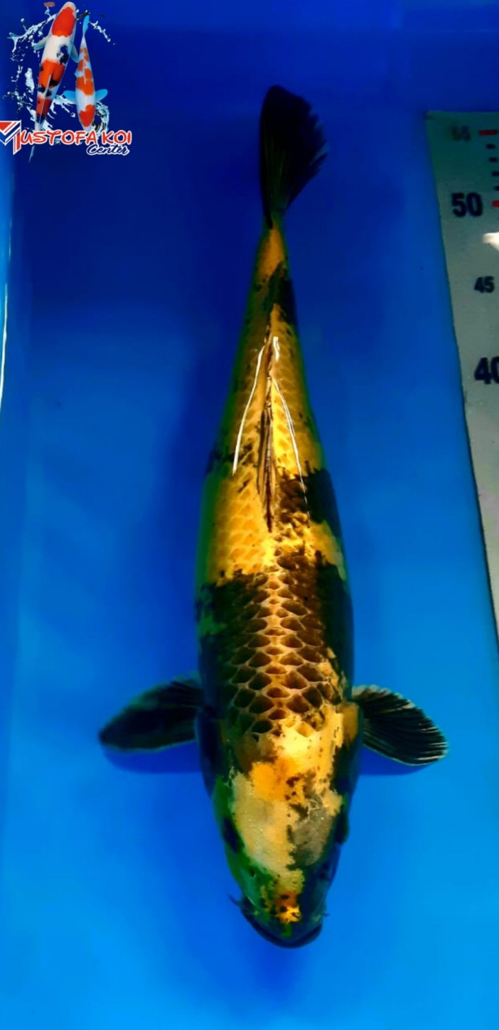 Juara 4