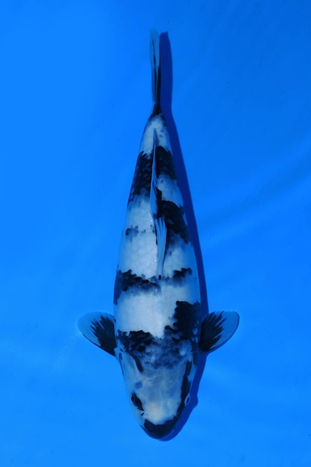 Juara 1
