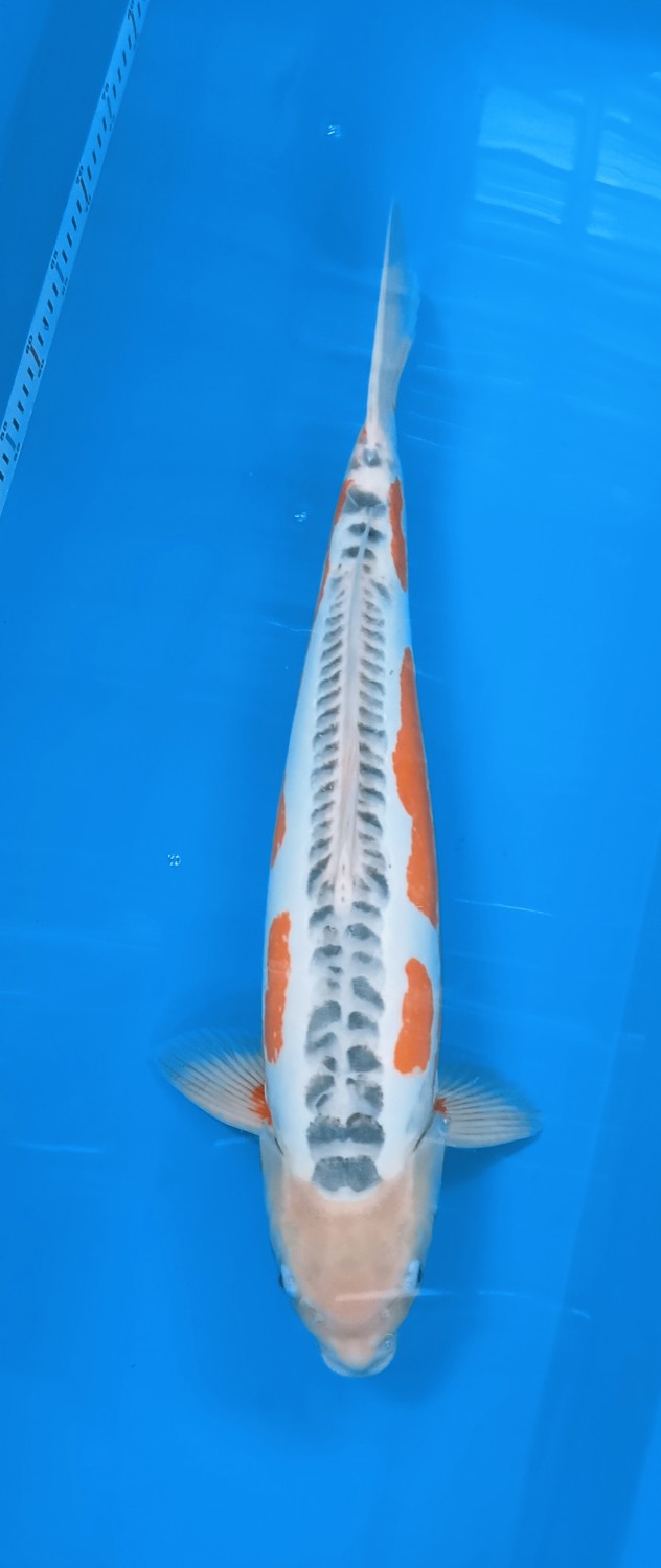 Juara 4