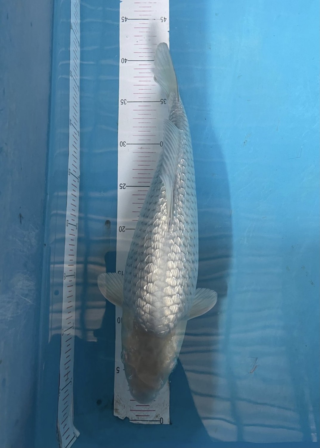 Juara 2