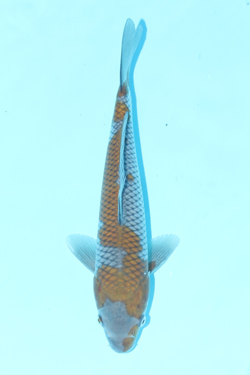Juara 5