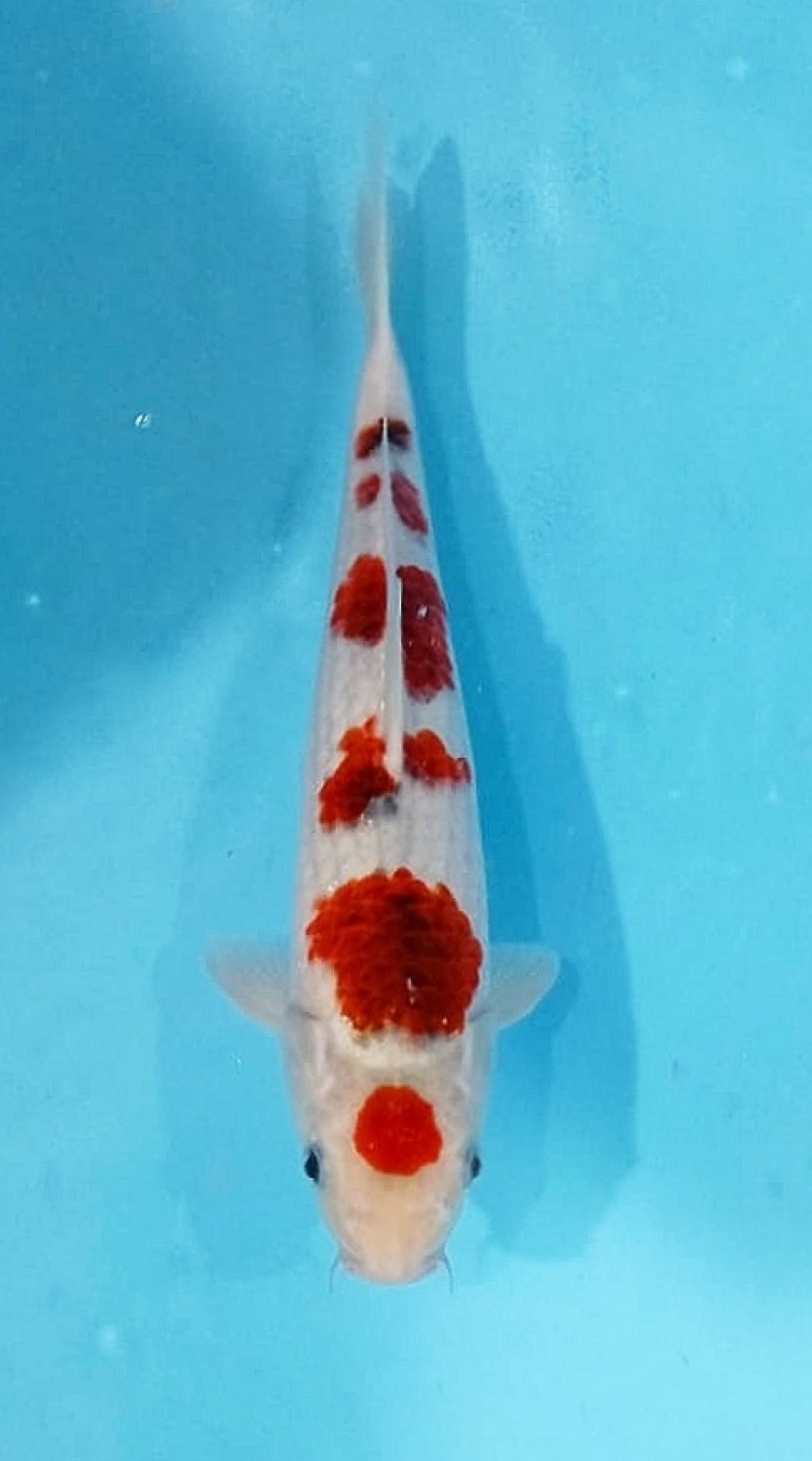 Juara 4
