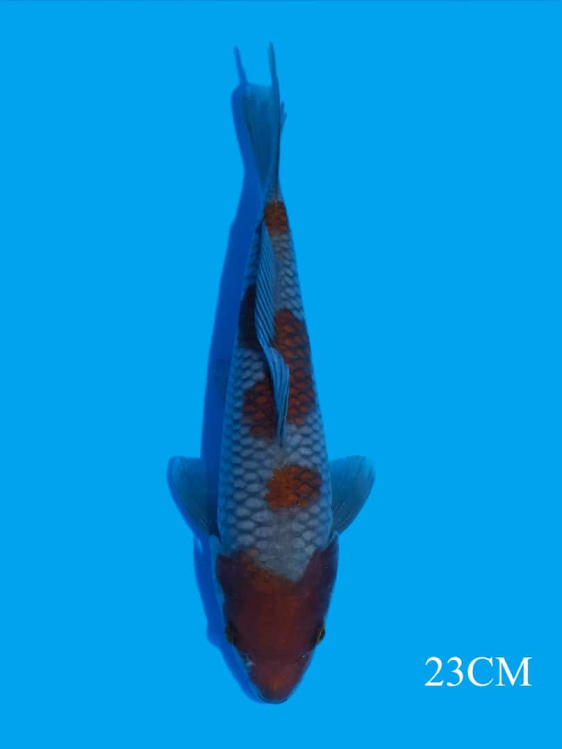 Juara 3