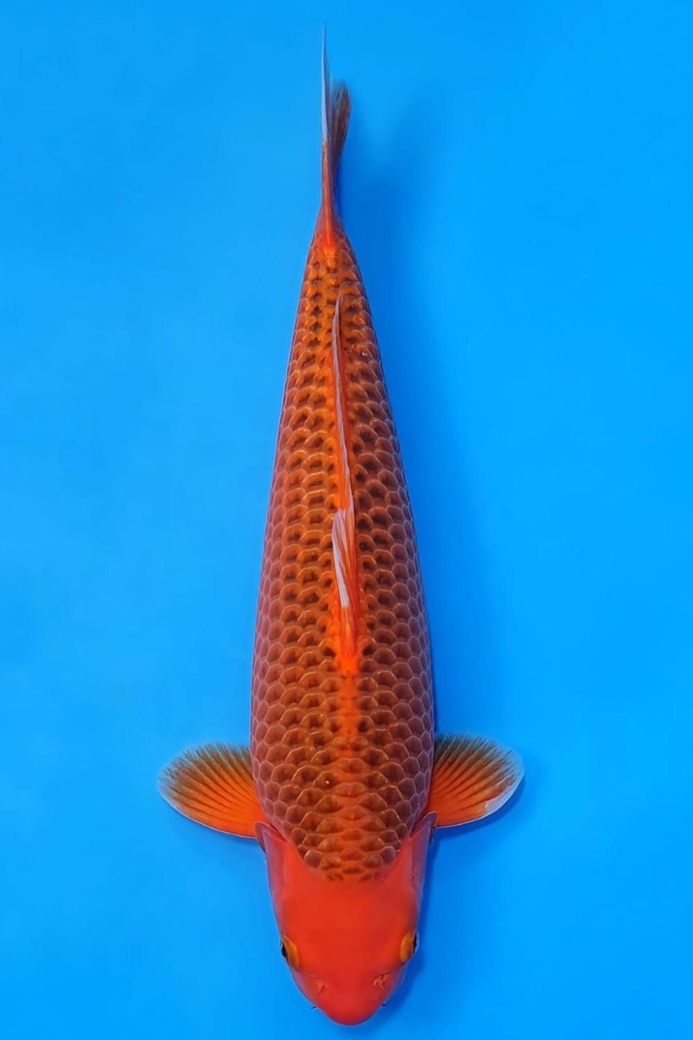 Juara 2