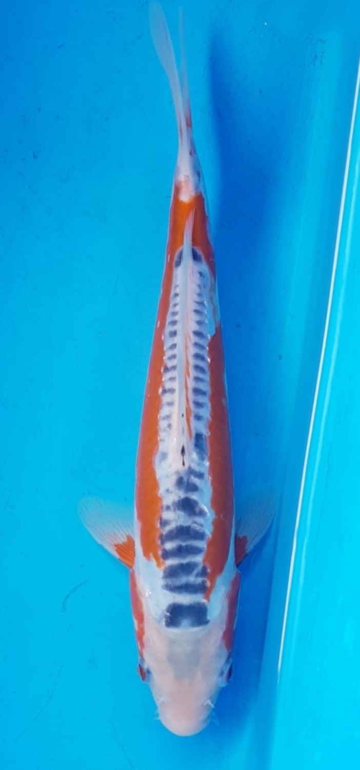 Juara 2