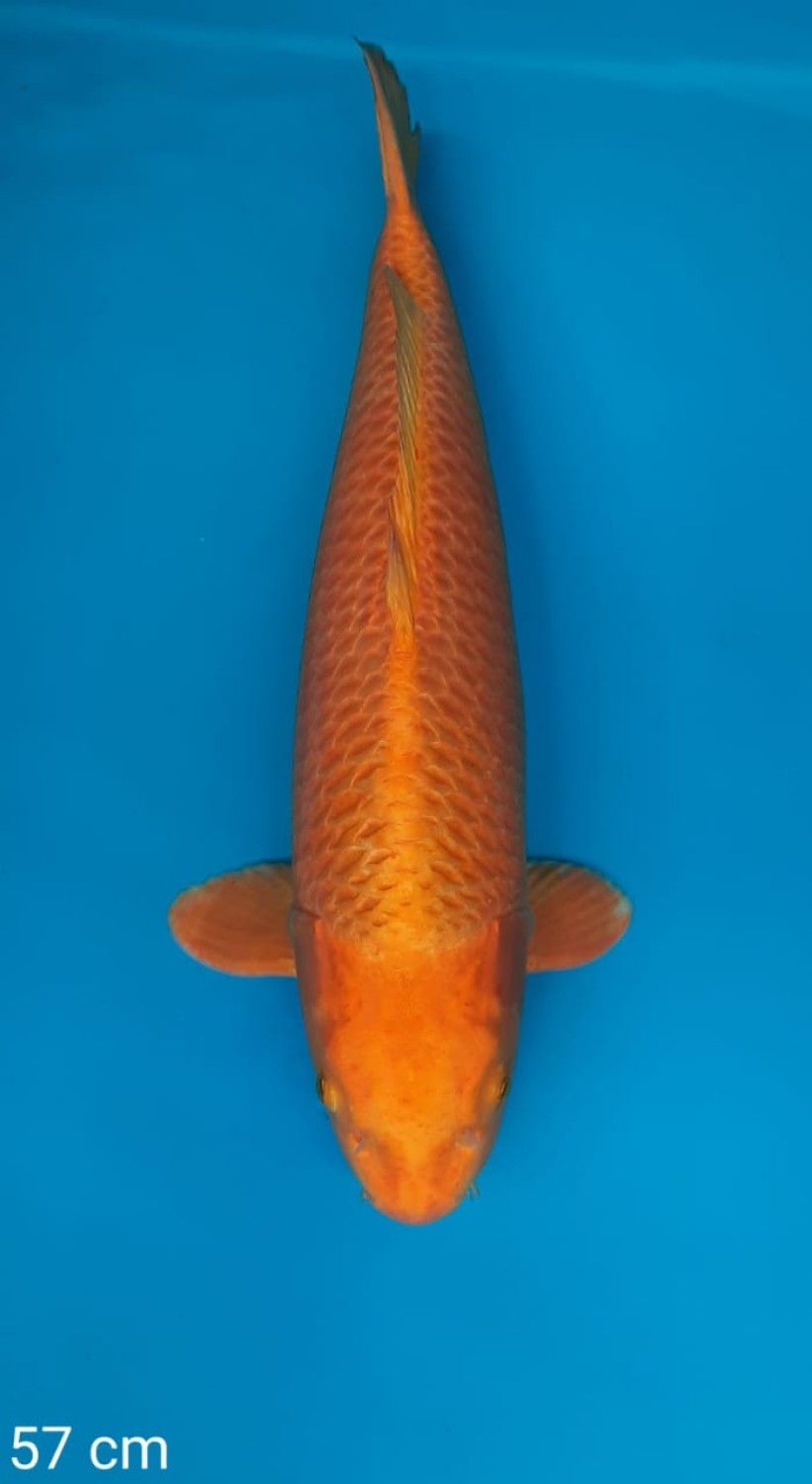 Juara 5