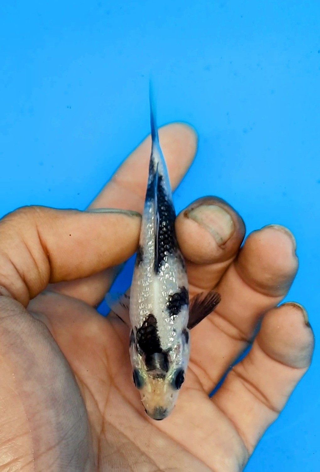 Juara 4