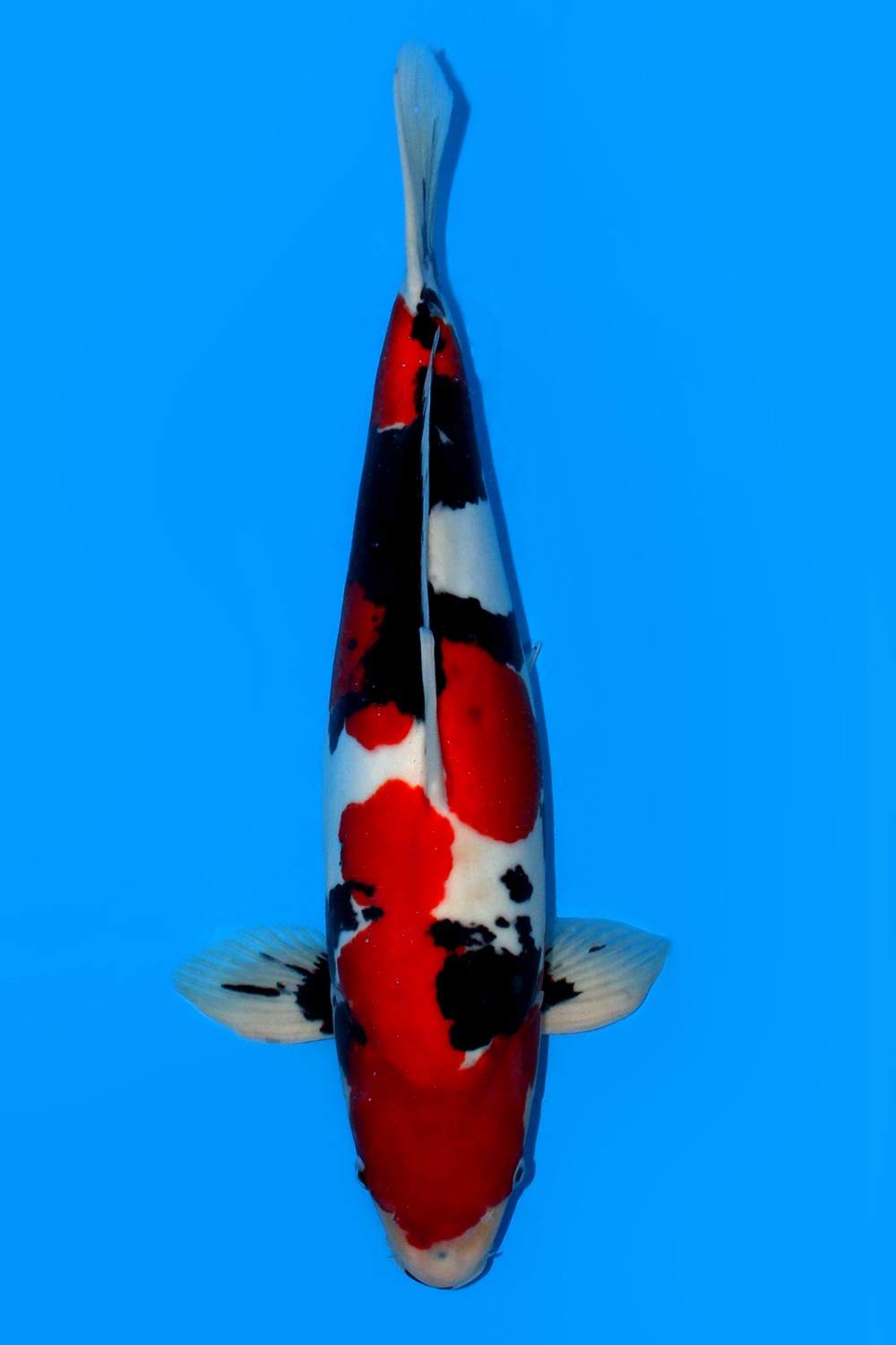 Juara 2
