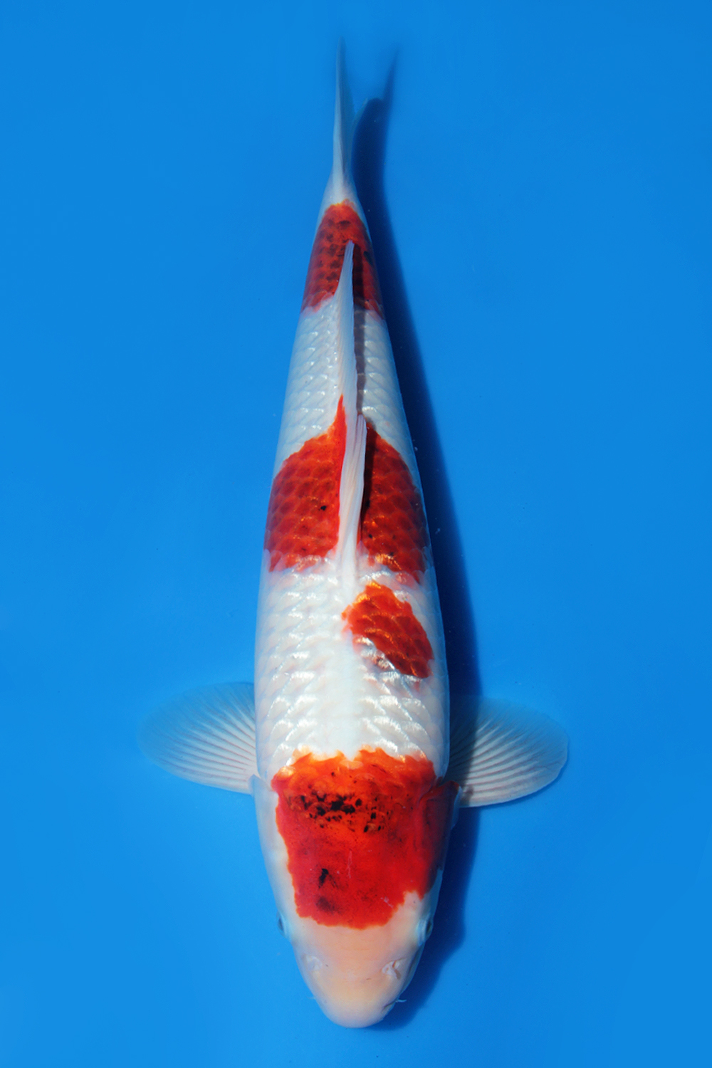 Juara 1