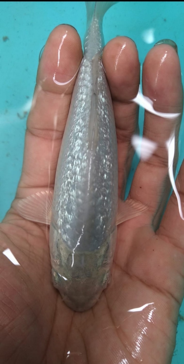 Juara 2