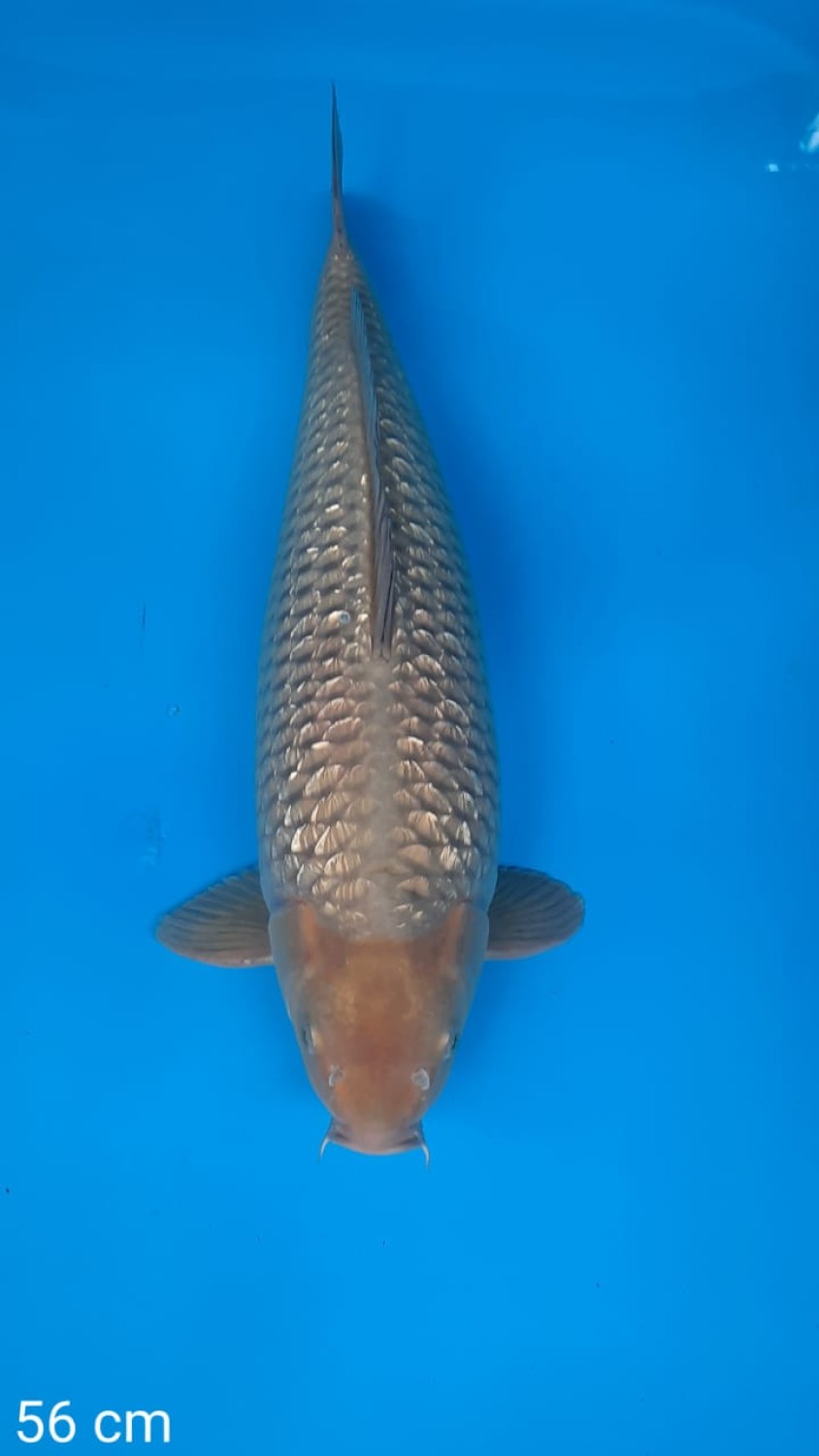 Juara 2