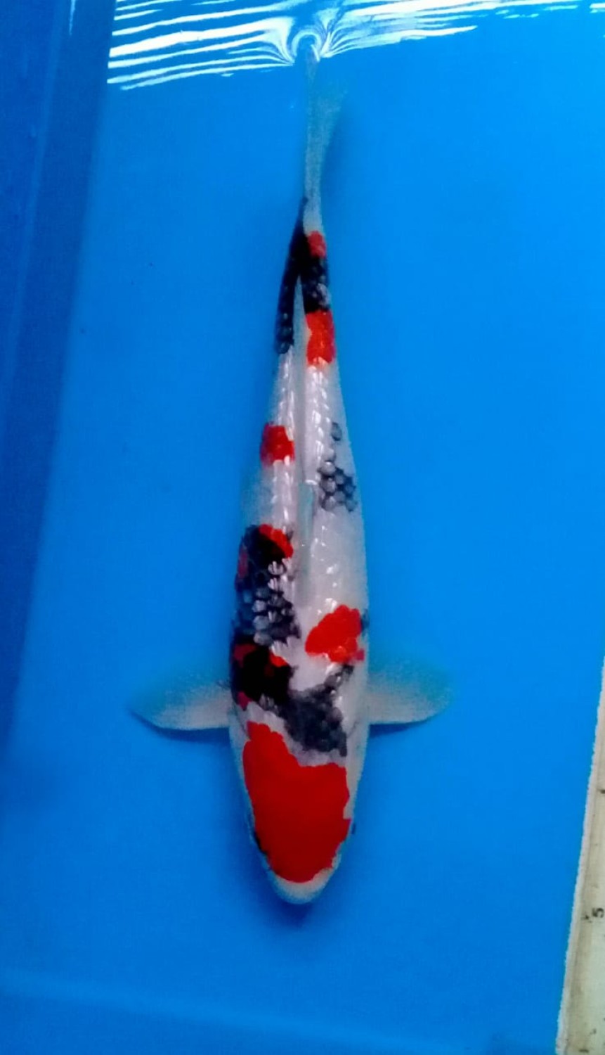Juara 3
