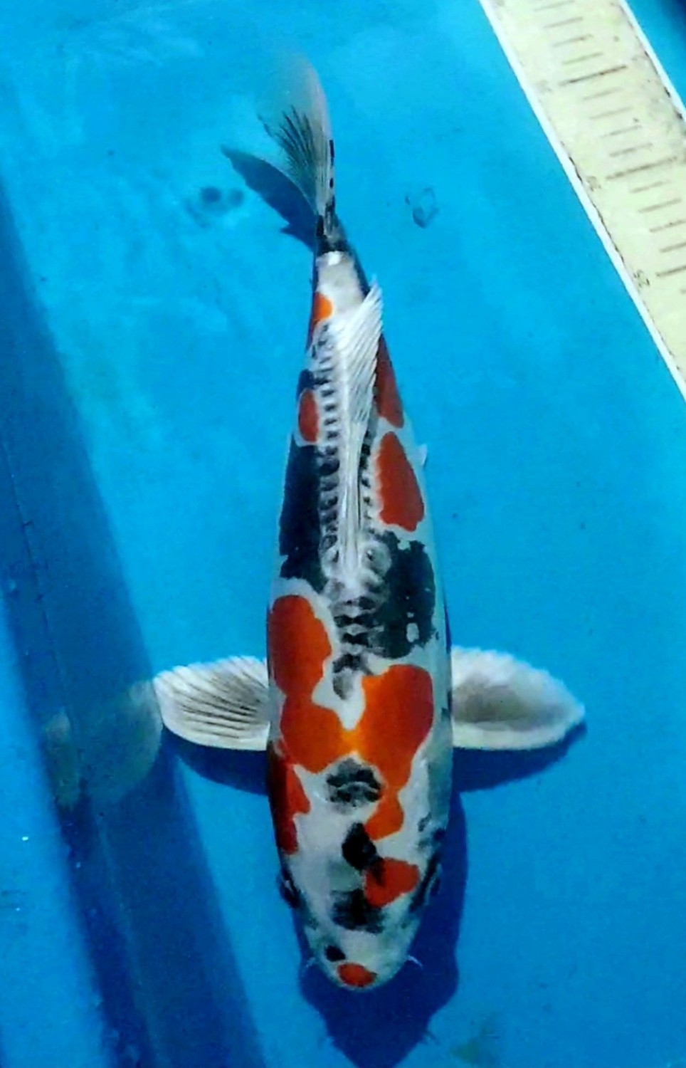 Juara 1