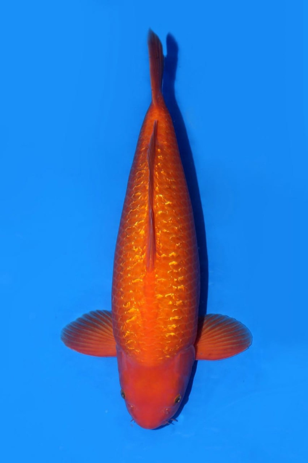 Juara 3