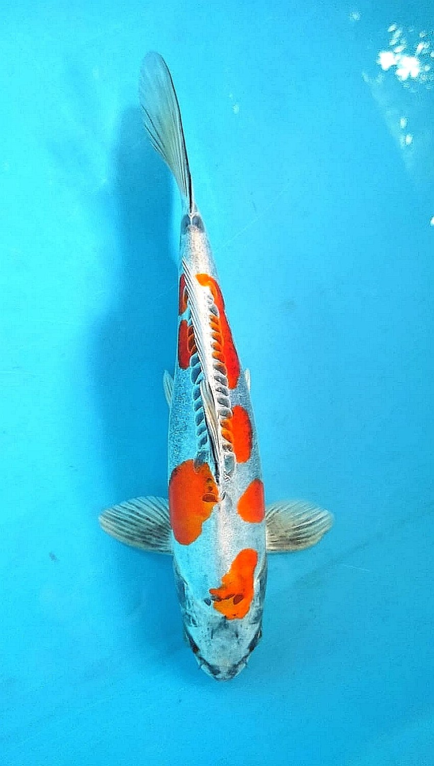 Juara 1