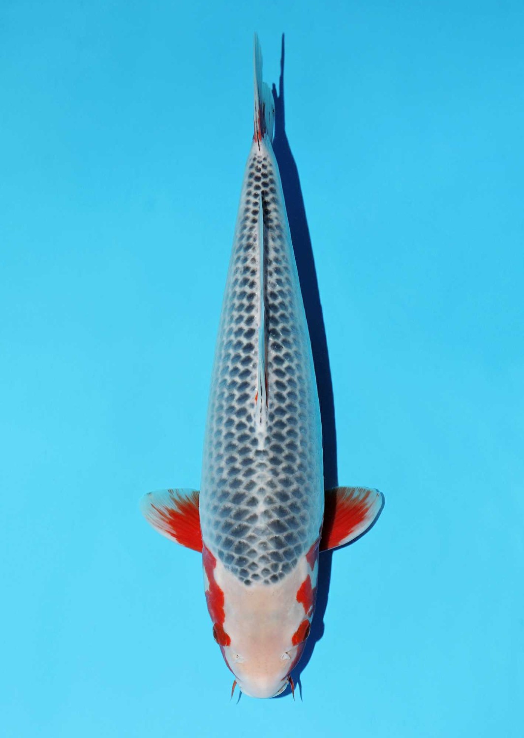 Juara 1