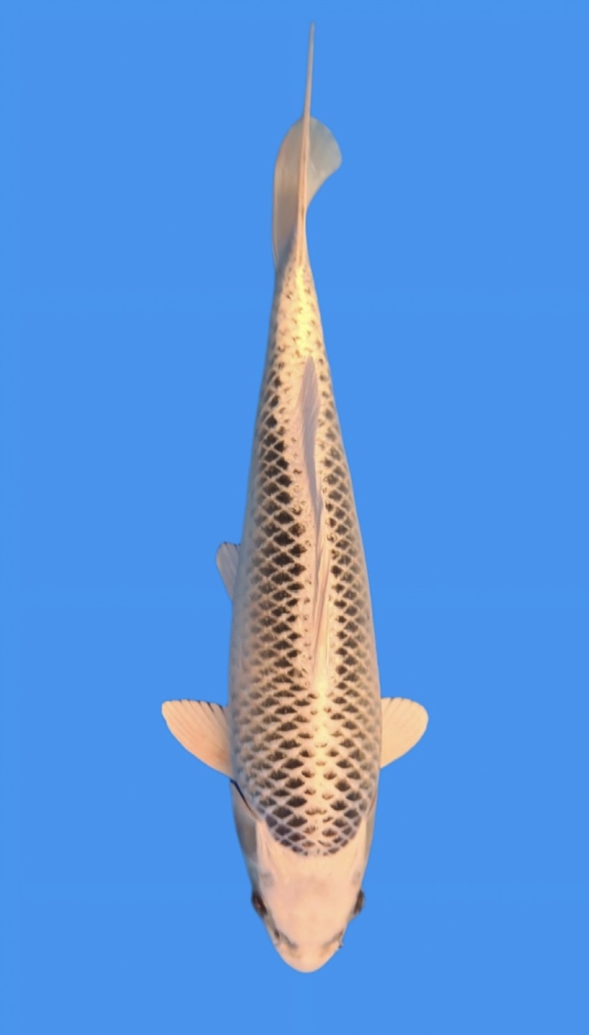 Juara 1