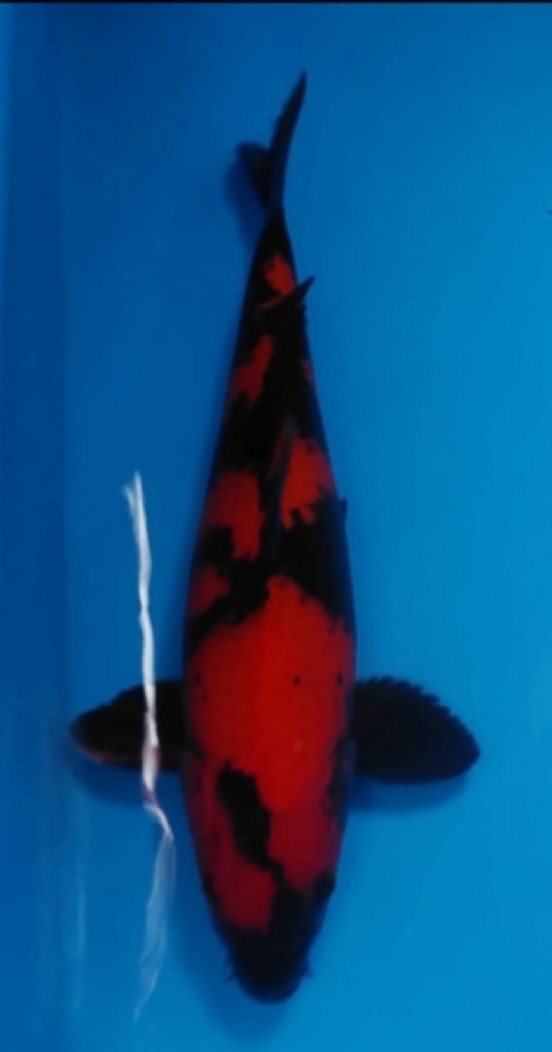 Juara 4