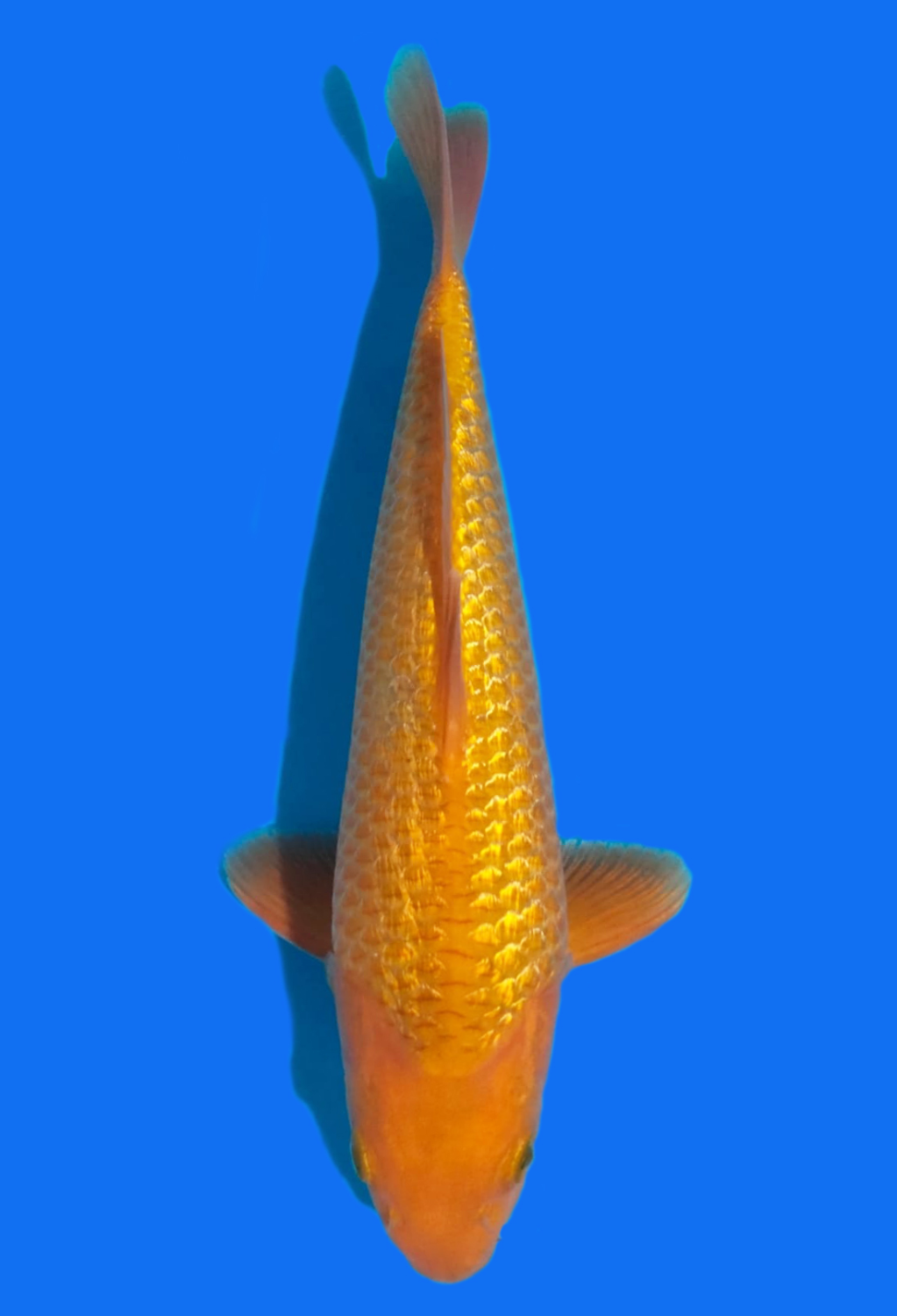 Juara 1