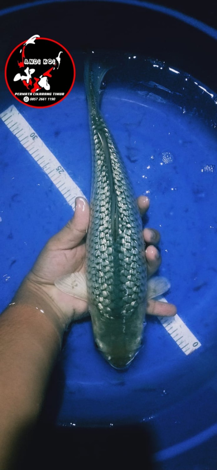 Juara 3