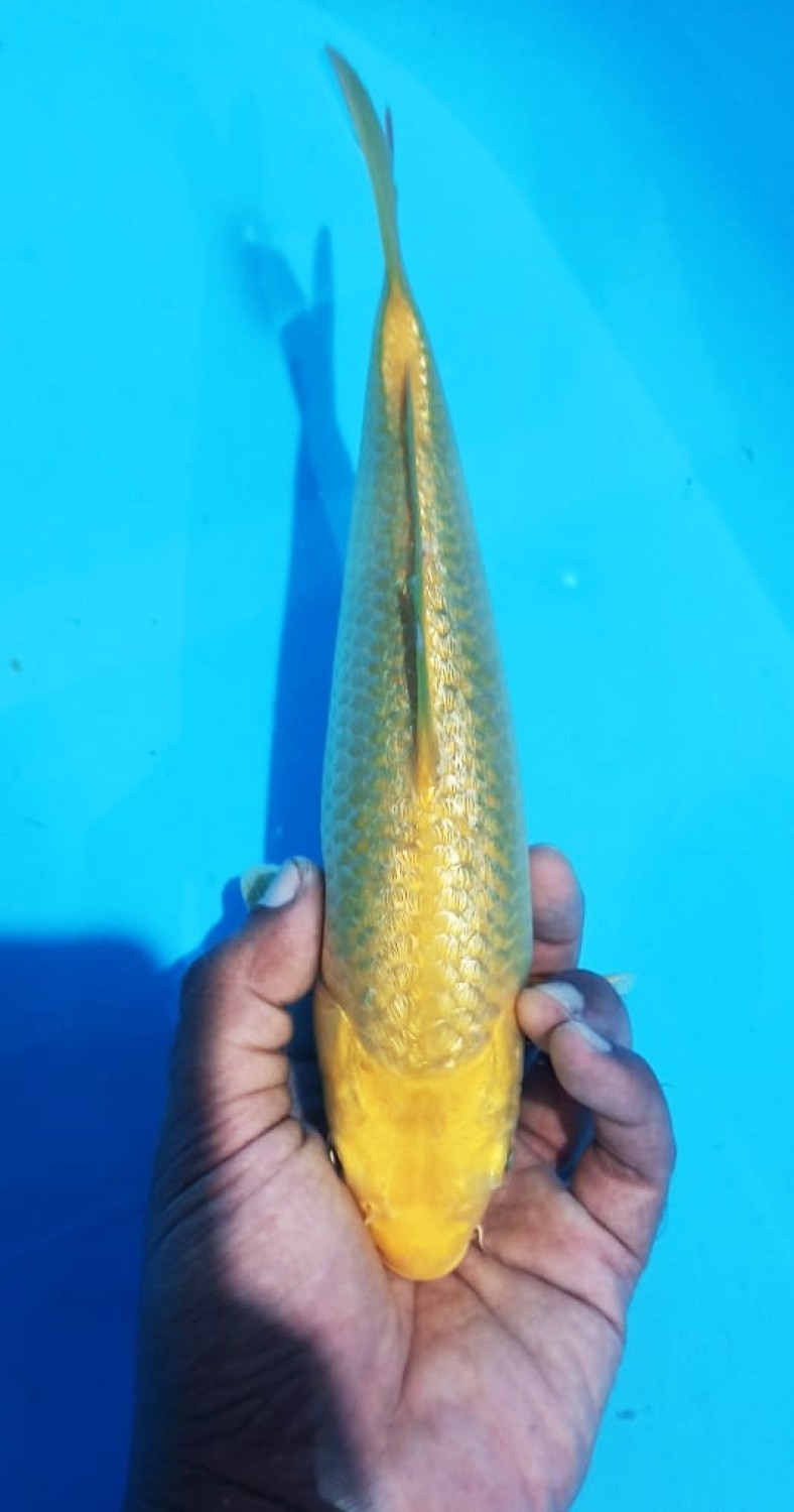 Juara 4