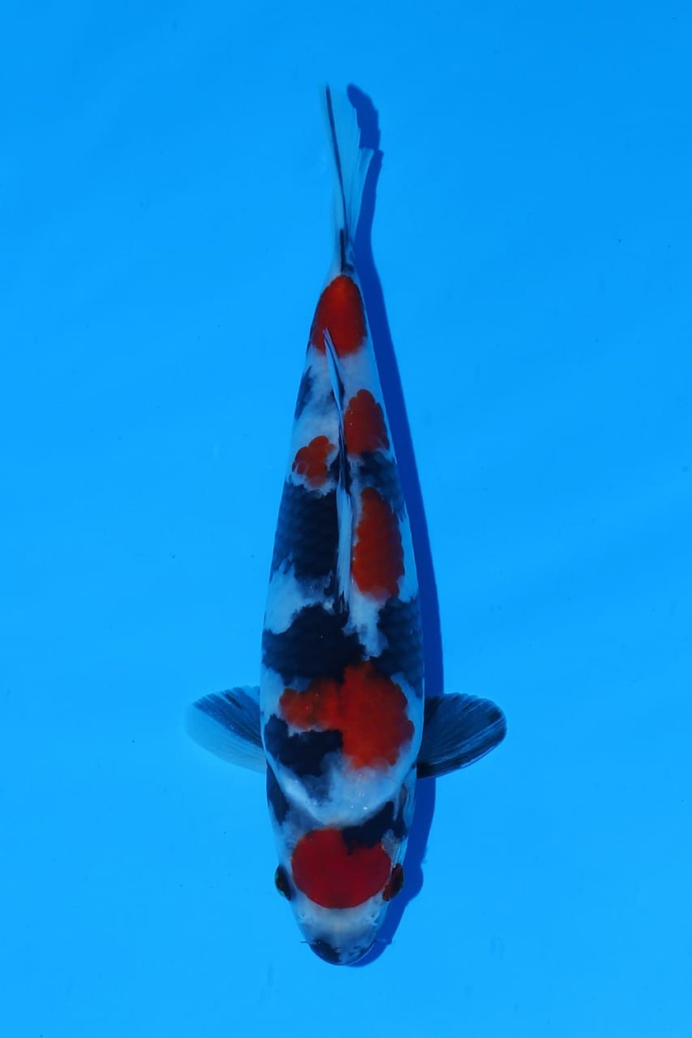 Juara 1