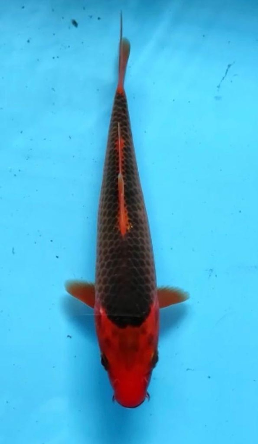 Juara 4