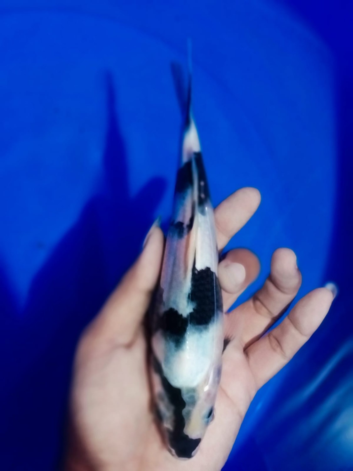 Juara 2