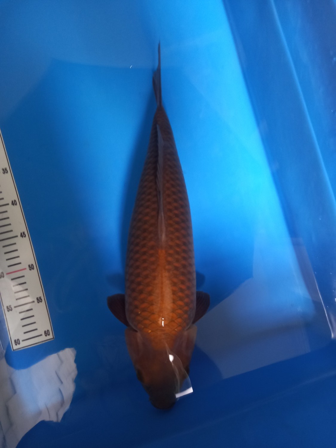 Juara 1