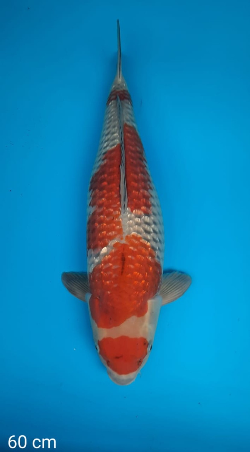 Juara 4